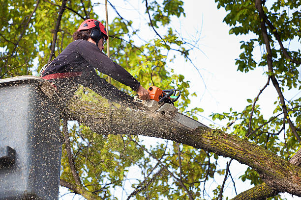 Best Tree Health Inspection  in USA